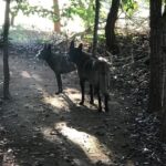 Alexandre Garcia Instagram - Meu companheiros de jornada em trilha no cerrado, em fim de tarde desta terça-feira. Aproveitem a noite!