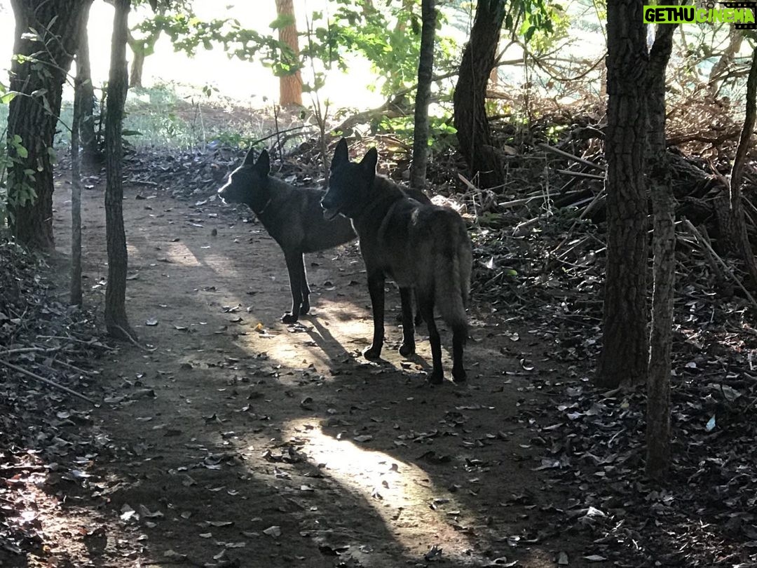 Alexandre Garcia Instagram - Meu companheiros de jornada em trilha no cerrado, em fim de tarde desta terça-feira. Aproveitem a noite!
