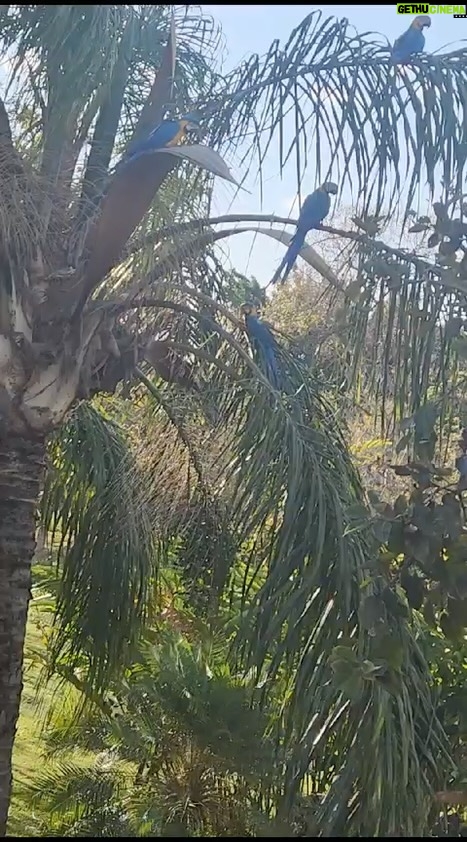 Alexandre Garcia Instagram - Visitantes nesta tarde de domingo, aqui em casa.