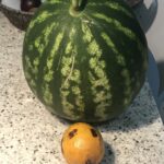 Alexandre Garcia Instagram - Melancia e maracujá aqui de casa, onde até os vegetais são verde-e-amarelo.🇧🇷