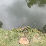 Alexandre Garcia Instagram - Céu de água refletido n’água. Terça-feira nublada por aqui. Mas sempre há flor no cinza.