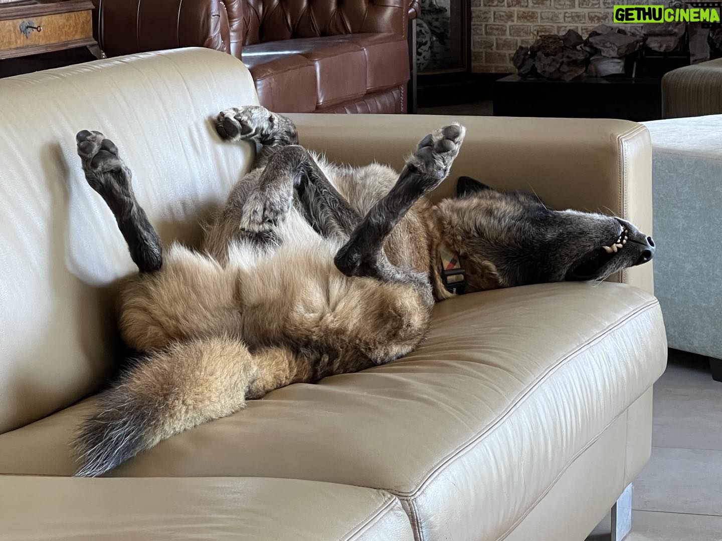 Alexandre Garcia Instagram - Léo na sesta de domingo.