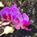 Alexandre Garcia Instagram - Minha homenagem aqui de casa no dia do orquidófilo.