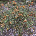 Alexandre Garcia Instagram - Uma tela impressionista no Jardim Botânico de Lisboa.