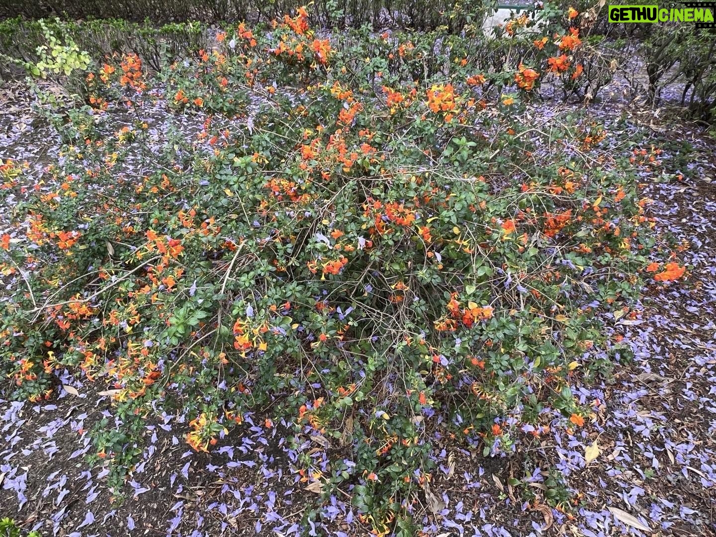 Alexandre Garcia Instagram - Uma tela impressionista no Jardim Botânico de Lisboa.