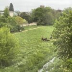 Alexandre Garcia Instagram - Abro a janela do hotel no meio de Cambridge e me abre uma cena pastoral. Gado, gente, córrego, verde, flores - e sensação térmica de 4 graus Celsius no meio da primavera. Por isso o “aquecimento global” mudou de nome.