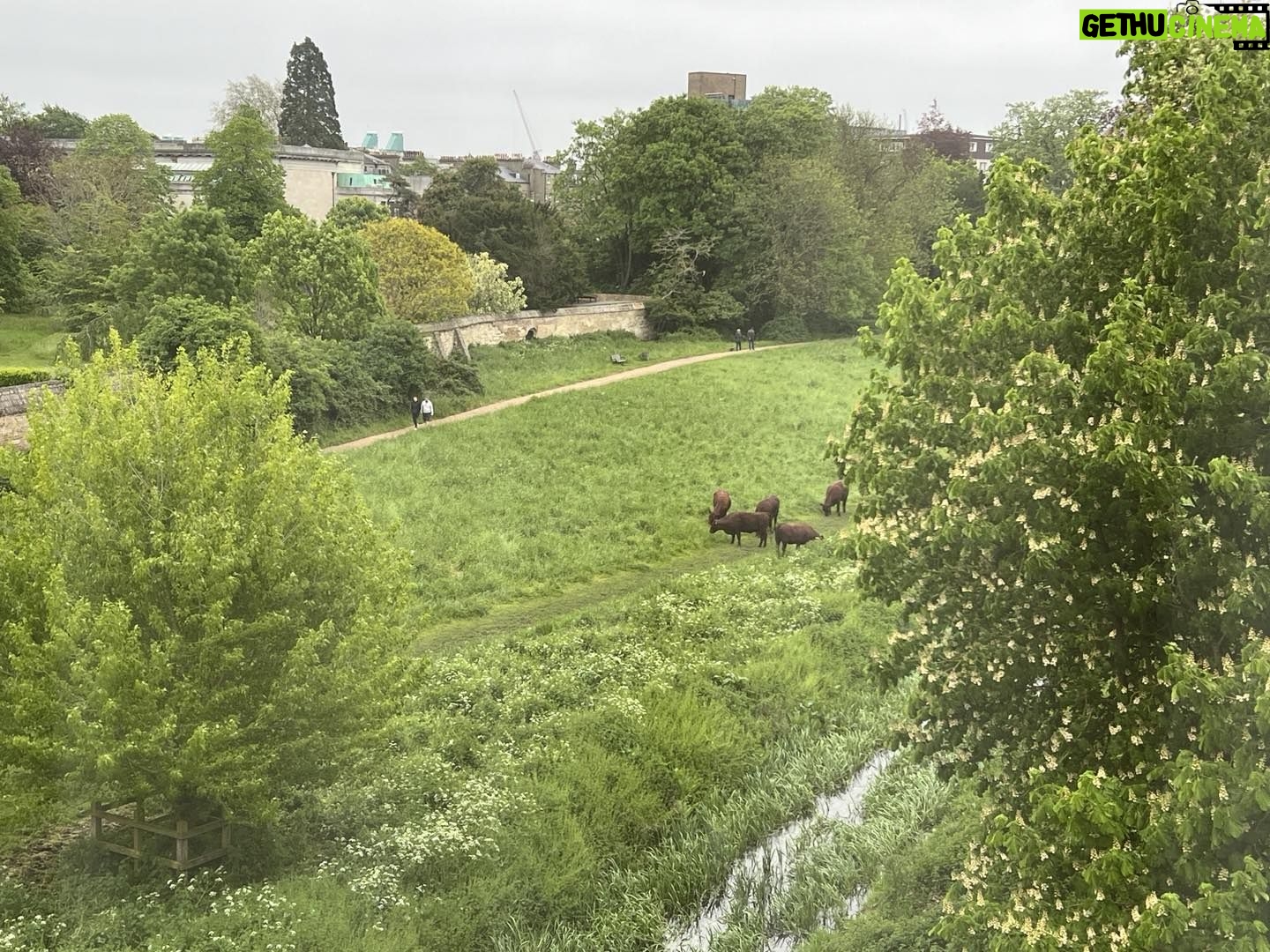 Alexandre Garcia Instagram - Abro a janela do hotel no meio de Cambridge e me abre uma cena pastoral. Gado, gente, córrego, verde, flores - e sensação térmica de 4 graus Celsius no meio da primavera. Por isso o “aquecimento global” mudou de nome.
