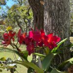 Alexandre Garcia Instagram - Minha homenagem aqui de casa no dia do orquidófilo.