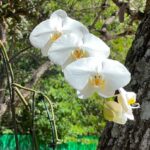 Alexandre Garcia Instagram - Minha homenagem aqui de casa no dia do orquidófilo.
