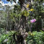 Alexandre Garcia Instagram - Orquídeas ao sol brasiliense do meio-dia de sábado.