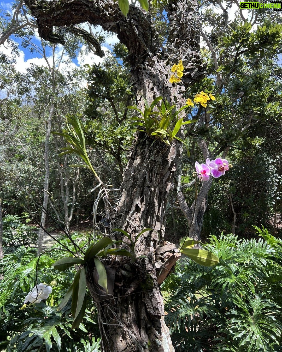 Alexandre Garcia Instagram - Orquídeas ao sol brasiliense do meio-dia de sábado.