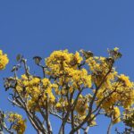 Alexandre Garcia Instagram - Nel blu dipinto di… giallo!
