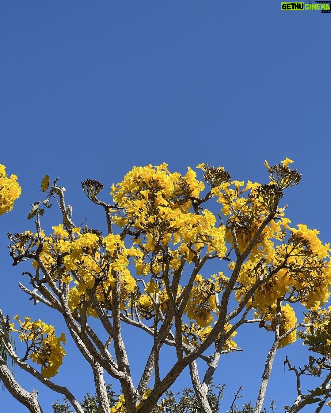 Alexandre Garcia Instagram - Nel blu dipinto di… giallo!
