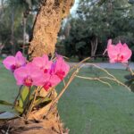 Alexandre Garcia Instagram - Orquídeas ao sol do crepúsculo deste sábado. Aproveite o fim de semana!