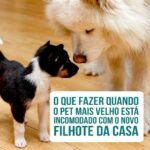 Alexandre Rossi Instagram - Adotar um filhote pode ser desafiador, ainda mais pra quem já tem um cão mais velho em casa. Afinal, o mais velho provavelmente não pediu alguém pra dividir a casa, a atenção e mudar a rotina dele. A maioria dos mais velhos fica incomodado e até foge do mais novo, assim como aconteceu na casa da Viviane, aluna do meu Curso de Filhotes, que mandou mensagem no grupo do Whatsapp pedindo ajuda. Por isso, hoje trouxe algumas dicas do que você pode fazer caso esteja passando pela mesma coisa por aí. Vem conferir! E pra saber mais, vem ser meu aluno do curso de filhotes! O link está na bio. : #alexandrerossi #drpet #comportamentoanimal #filhotes #socializacao #adestramentointeligente