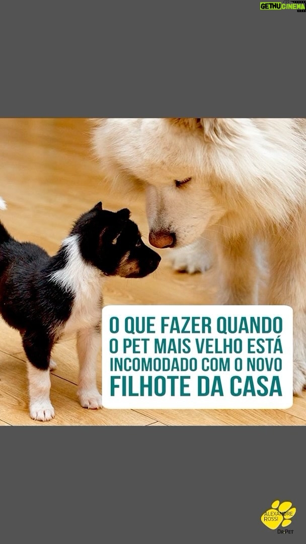 Alexandre Rossi Instagram - Adotar um filhote pode ser desafiador, ainda mais pra quem já tem um cão mais velho em casa. Afinal, o mais velho provavelmente não pediu alguém pra dividir a casa, a atenção e mudar a rotina dele. A maioria dos mais velhos fica incomodado e até foge do mais novo, assim como aconteceu na casa da Viviane, aluna do meu Curso de Filhotes, que mandou mensagem no grupo do Whatsapp pedindo ajuda. Por isso, hoje trouxe algumas dicas do que você pode fazer caso esteja passando pela mesma coisa por aí. Vem conferir! E pra saber mais, vem ser meu aluno do curso de filhotes! O link está na bio. : #alexandrerossi #drpet #comportamentoanimal #filhotes #socializacao #adestramentointeligente