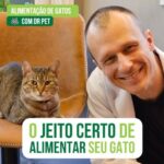 Alexandre Rossi Instagram - Se você tem um gato com certeza já deve ter ouvido que ele precisa comer várias vezes por dia, certo? E muita gente não sabe o motivo. Por isso, hoje eu vim falar um pouco sobre isso pra vocês! Vem conferir e já me conta como é por aí! : #alexandrerossi #drpet #comportamentoanimal #gatos #alimentacaodegatos