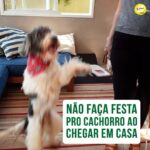 Alexandre Rossi Instagram - Eu sei que quando você chega em casa, seu pet vem te receber superfeliz e com aquela cara de “que bom que você voltou”. Mas apesar de ser quase irresistível, não é uma boa ideia fazer festa pra ele. Isso pode piorar a dependência que ele tem de você, porque esse momento de chegada fica ainda mais excitante, fazendo com que ele fique aguardando esse momento e, enquanto você não chega, ele pode ficar desesperado e sofrer, chorando, latindo ou até errando o xixi e roendo alguma coisa que não deveria. “Mas Dr Pet, o que eu faço então?” Você não precisa ignorar ele, calma! Você pode chegar, dar um “oi” rápido, ir pro quarto, trocar de roupa e só depois dar atenção pra ele pra dar tempo dele se acalmar um pouco. E a mesma coisa serve pra hora de sair, ou seja, não dê aquele tchau dramático. Mas claro, se o seu pet fica bem sozinho, não é muito ansioso e te recebe tranquilo, isso não se aplica ao seu caso! Já me conta aqui se você sabia disso! E se quiser ensinar seu pet a ficar sozinho sem sofrer, vem ser meu aluno no curso “Ansiedade de separação: como treinar meu cachorro pra ficar tranquilo sozinho em casa”. O link está na bio. : #alexandrerossi #drpet #ansiedadedeseparacao #cachorro #cachorroansioso #comportamentoanimal