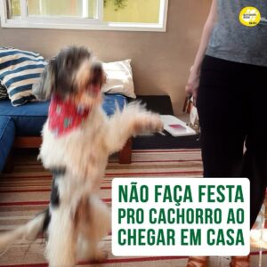 Alexandre Rossi Instagram - Eu sei que quando você chega em casa, seu pet vem te receber superfeliz e com aquela cara de “que bom que você voltou”. Mas apesar de ser quase irresistível, não é uma boa ideia fazer festa pra ele.

Isso pode piorar a dependência que ele tem de você, porque esse momento de chegada fica ainda mais excitante, fazendo com que ele fique aguardando esse momento e, enquanto você não chega, ele pode ficar desesperado e sofrer, chorando, latindo ou até errando o xixi e roendo alguma coisa que não deveria. 

“Mas Dr Pet, o que eu faço então?” Você não precisa ignorar ele, calma! Você pode chegar, dar um “oi” rápido, ir pro quarto, trocar de roupa e só depois dar atenção pra ele pra dar tempo dele se acalmar um pouco. E a mesma coisa serve pra hora de sair, ou seja, não dê aquele tchau dramático.

Mas claro, se o seu pet fica bem sozinho, não é muito ansioso e te recebe tranquilo, isso não se aplica ao seu caso!

Já me conta aqui se você sabia disso! E se quiser ensinar seu pet a ficar sozinho sem sofrer, vem ser meu aluno no curso “Ansiedade de separação: como treinar meu cachorro pra ficar tranquilo sozinho em casa”. O link está na bio.
:
#alexandrerossi #drpet #ansiedadedeseparacao #cachorro #cachorroansioso #comportamentoanimal