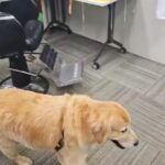 Alexandre Rossi Instagram – Logo mais, cachorrada no encontro com Patrícia Poeta!!