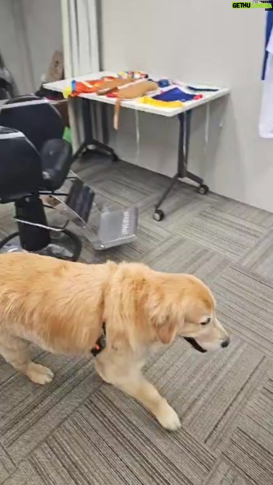 Alexandre Rossi Instagram - Logo mais, cachorrada no encontro com Patrícia Poeta!!