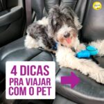 Alexandre Rossi Instagram - O Carnaval está chegando e me conta: está planejando uma viagem com seu pet? Alguns pontos são essenciais para garantir o conforto e segurança do seu animal. Eu viajo sempre que posso com os pets e o bem-estar deles é sempre a minha prioridade. Por isso, vim contar pra vocês algumas dicas importantes pra garantir uma viagem segura! ➡ Quer aprender a acostumar seu pet com a caixa de transporte e outras formas de mantê-lo seguro em passeios e viagens? Vem ser meu aluno no meu curso de filhotes ou de cães adultos. Link na bio! Te espero nas aulas 😉 : #drpet #alexandrerossi #comportamentoanimal #estopinha #viagemcompets