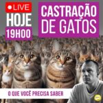 Alexandre Rossi Instagram - Não é surpresa pra ninguém que a castração tem sido um tema bem polêmico ultimamente, e com vários novos estudos. E muitas dúvidas surgem também sobre a castração de gatos. E por isso, resolvi fazer uma LIVE HOJE sobre o assunto, com tudo que você precisa saber sobre castração de gatos. Você não pode perder! ⏰ HOJE, às 19h. : #alexandrerossi #drpet #castracao #castracaodegatos #gatos #felinos #saude #livegatos