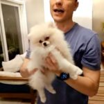 Alexandre Rossi Instagram - Tosar o pet no verão? Saiba o que levar em consideração