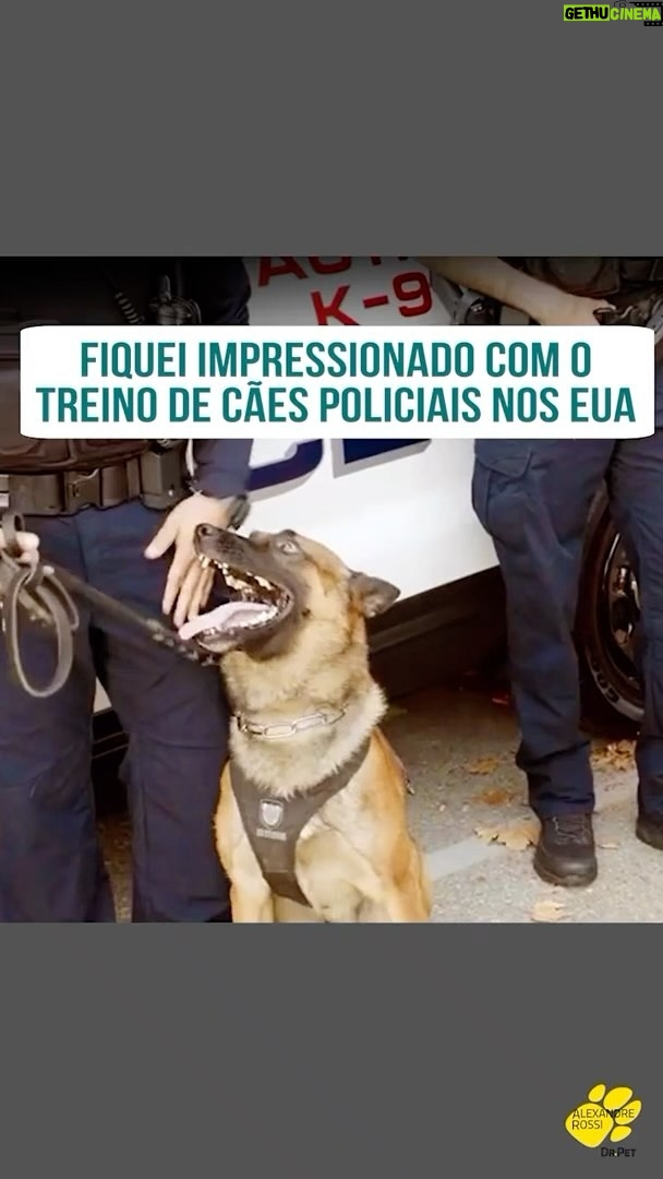 Alexandre Rossi Instagram - Você já viu cães policiais em ação? Lá nos EUA, eu tive a oportunidade de ver como funciona o treinamento e o momento da ação desses cães treinados pra proteção. E achei superlegal a maneira como os cães são “acionados” pra ir pra ação e toda a estrutura e tecnologia envolvida pra garantir o bem-estar deles. Vem saber mais no meu podcast lá no meu canal do YouTube. : #alexandrerossi #drpet #comportamentoanimal #cachorrodetrabalho #caopolicial