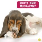 Alexandre Rossi Instagram - Eu recebo muitas mensagens de tutores dizendo que o pet não para de lamber as patas. Esse hábito é relativamente comum entre os animais, mas, se estiver acontecendo com muita frequência, pode indicar um problema de saúde, como alergias, ou alguma questão comportamental, como ansiedade, estresse e até mesmo uma compulsão. Por isso, hoje eu trouxe algumas dicas pra vocês sobre o assunto: ➡️Leve seu pet ao veterinário para descartar problemas de saúde. ➡️Crie uma rotina de passeio para ele em horários mais frescos, pra evitar que queime as patinhas. ➡️Reserve um horário do dia para brincar com ele, por exemplo, de bolinha ou cabo de guerra. ➡️Enriqueça o ambiente dele, usando itens como brinquedos recheados e para roer. Gostou dessas dicas? Então marque alguém que você acha que também vai gostar. : #alexandrerossi #drpet #comportamentoanimal #adestramentointeligente #cachorro #cachorrolambendoaspatas #comportamentocompulsivo
