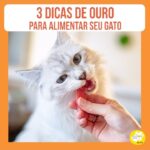 Alexandre Rossi Instagram - A maioria dos tutores de gato tem dúvida quando o assunto é alimentação, principalmente se devem ou não deixar a comida disponível. Por isso, hoje eu trouxe as 3 principais recomendações quando o assunto é alimentação! Vem conferir no vídeo. E se quiser saber mais sobre gatos, venha ser meu aluno no urso “Como cuidar de gatos”. O link está na bio. : #alexandrerossi #drpet #gatos #alimentaçãodegatos #felinos #comidadegato