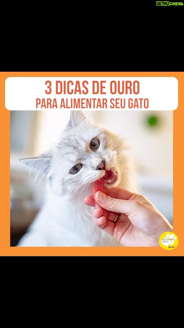 Alexandre Rossi Instagram - A maioria dos tutores de gato tem dúvida quando o assunto é alimentação, principalmente se devem ou não deixar a comida disponível. Por isso, hoje eu trouxe as 3 principais recomendações quando o assunto é alimentação! Vem conferir no vídeo. E se quiser saber mais sobre gatos, venha ser meu aluno no urso “Como cuidar de gatos”. O link está na bio. : #alexandrerossi #drpet #gatos #alimentaçãodegatos #felinos #comidadegato