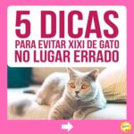 Alexandre Rossi Instagram - A maioria dos gatos costuma acertar a caixa de areia sem nenhum tipo de treino, mas alguns começam a fazer xixi fora da caixa, o que incomoda muito, pois o cheiro da urina deles é forte. Por isso, hoje eu separei 5 dicas que podem te ajudar a evitar esse tipo de situação e cheiro desagradável rs 🐱Quer saber mais sobre cuidados com gatos? Venha conhecer o meu curso on-line “Como cuidar de gatos”, disponível no link da bio. : #alexandrerossi #drpet #adestramentointeligente #pet #comportamentoanimal #bemestaranimal #gatos #comportamentofelino