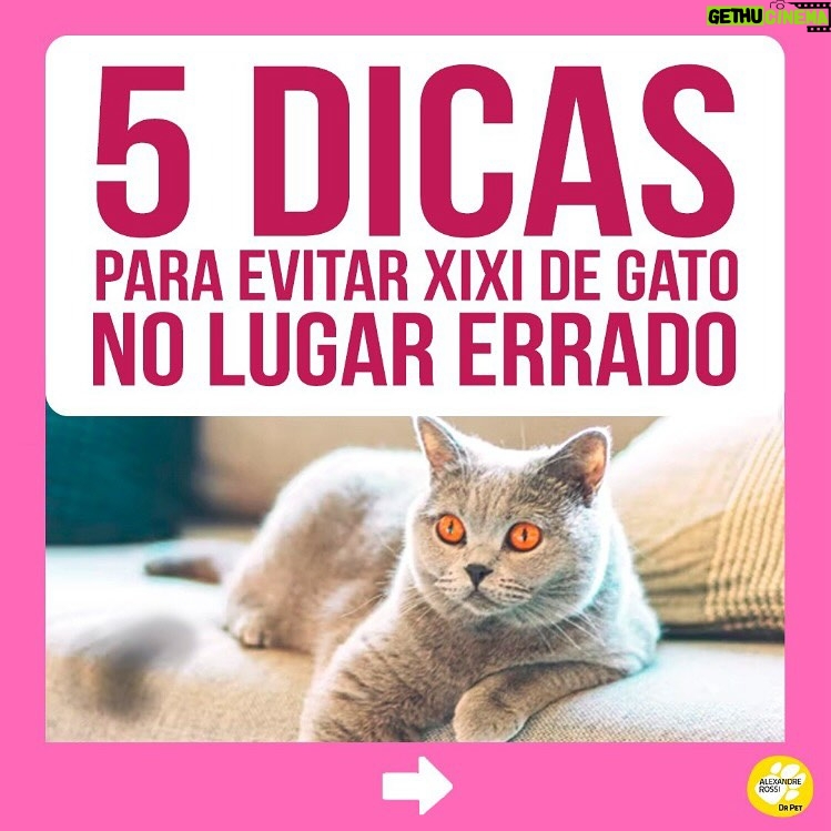 Alexandre Rossi Instagram - A maioria dos gatos costuma acertar a caixa de areia sem nenhum tipo de treino, mas alguns começam a fazer xixi fora da caixa, o que incomoda muito, pois o cheiro da urina deles é forte. Por isso, hoje eu separei 5 dicas que podem te ajudar a evitar esse tipo de situação e cheiro desagradável rs 🐱Quer saber mais sobre cuidados com gatos? Venha conhecer o meu curso on-line “Como cuidar de gatos”, disponível no link da bio. : #alexandrerossi #drpet #adestramentointeligente #pet #comportamentoanimal #bemestaranimal #gatos #comportamentofelino