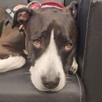 Alexandre Rossi Instagram – Logo mais no Encontro com Patrícia Poeta! História do Cachorro Ademar, cao hospitalar e trabalho dos cães Terapeutas
