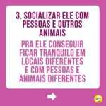 Alexandre Rossi Instagram - Quem me acompanha por aqui viu que nesse final de semana fui viajar com o @barthooficial e o Bruno. E muita gente adorou acompanhar nossa viagem e também perguntou como treinar o pet pra viajar junto. Por isso, hoje trouxe 3 dicas de como você pode preparar seu pet pra viajar com você e se comportar. Vem conferir! E pra saber mais sobre como educar seu pet, vem ser meu aluno no curso “Método Adestramento Inteligente”. O link está na bio. : #alexandrerossi #drpet #viagemcompet #comportamentoanimal #adestramentointeligente