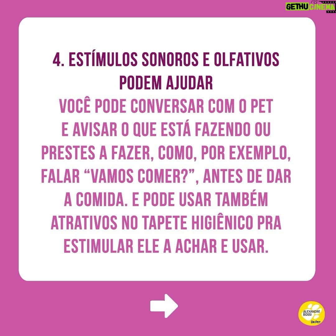 Alexandre Rossi Instagram - Seu pet é cego ou está ficando idoso e perdendo a visão? Muitos tutores ficam preocupados com a perda de visão do pet e não sabem o que fazer pra ajudar. Pensando nisso, hoje trouxe 5 dicas pra você ajudar seu pet que é cego ou já se prevenir caso seu pet seja idoso e possa perder a visão. Vem conferir e já me conta como é aí na sua casa e se tem um pet cego ou idoso! : #alexandrerossi #drpet #cachorrocego #cegueirapet #gatocego #saudeanimal