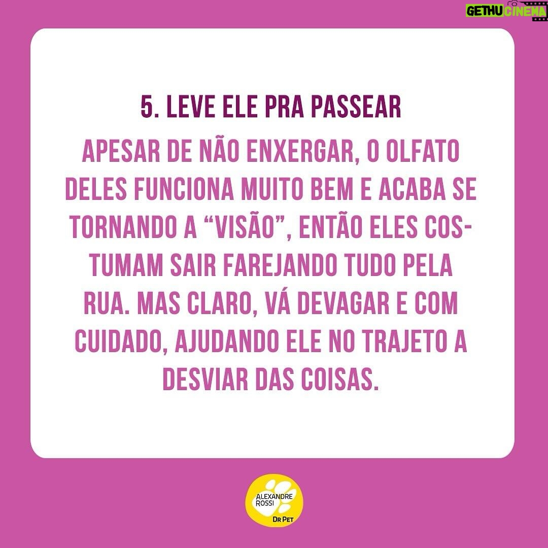 Alexandre Rossi Instagram - Seu pet é cego ou está ficando idoso e perdendo a visão? Muitos tutores ficam preocupados com a perda de visão do pet e não sabem o que fazer pra ajudar. Pensando nisso, hoje trouxe 5 dicas pra você ajudar seu pet que é cego ou já se prevenir caso seu pet seja idoso e possa perder a visão. Vem conferir e já me conta como é aí na sua casa e se tem um pet cego ou idoso! : #alexandrerossi #drpet #cachorrocego #cegueirapet #gatocego #saudeanimal