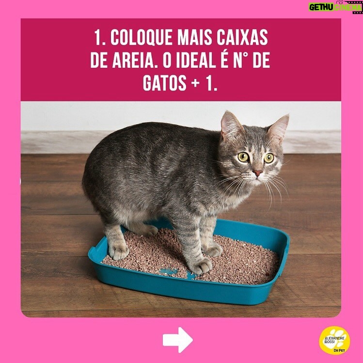 Alexandre Rossi Instagram - A maioria dos gatos costuma acertar a caixa de areia sem nenhum tipo de treino, mas alguns começam a fazer xixi fora da caixa, o que incomoda muito, pois o cheiro da urina deles é forte. Por isso, hoje eu separei 5 dicas que podem te ajudar a evitar esse tipo de situação e cheiro desagradável rs 🐱Quer saber mais sobre cuidados com gatos? Venha conhecer o meu curso on-line “Como cuidar de gatos”, disponível no link da bio. : #alexandrerossi #drpet #adestramentointeligente #pet #comportamentoanimal #bemestaranimal #gatos #comportamentofelino