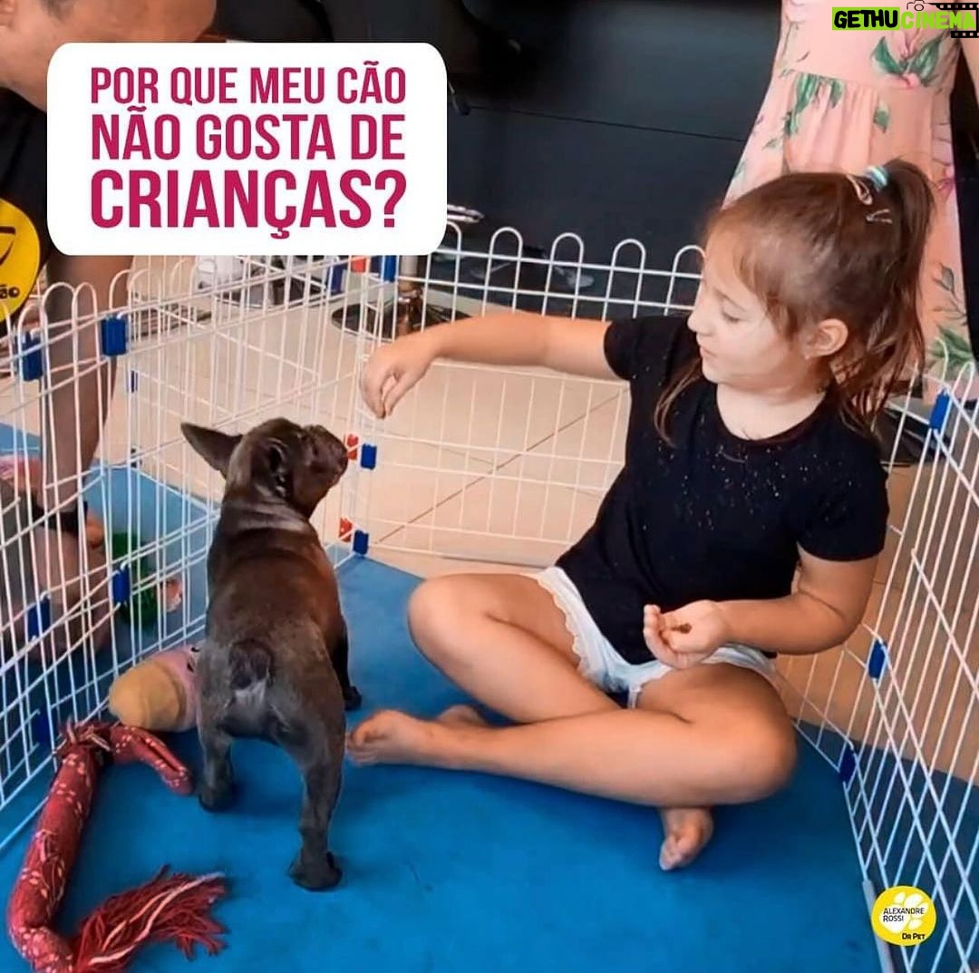 Alexandre Rossi Instagram - É muito comum alguns cães não gostarem de crianças, e isso acontece, na maioria das vezes, pela falta de socialização, ou seja, o cão não teve um contato positivo com crianças na fase de filhote. As crianças costumam brincar, gesticular bastante, gritar e correr de um lado pro outro, e muitas vão na direção dos cães querendo brincar e fazer carinho. Agora imagina a cena: um cão que não foi apresentado e acostumado com esse tipo de comportamento, vê aquele mini-humano “barulhento” correndo na direção dele. Nesse momento, por causa do medo, algumas reações podem acabar surgindo no animal, como latidos, rosnados e dentes à mostra, fazendo a criança se afastar. Pronto, era tudo que o cão queria. Então, ele aprende que latir e rosnar afasta aquilo que gerou medo nele, e assim ele começa a repetir esse comportamento toda vez que vê uma criança. Ou seja, na maioria das vezes, não é que ele “não gosta de crianças”, mas sim que não foi socializado com crianças e sente medo do desconhecido. ➡️ Quer aprender como ensinar seu cão a se dar bem com crianças e pessoas? Vem ser meu aluno. O link dos meus cursos estão na bio. : #alexandrerossi #drpet #comportamentoanimal #agressividade #cachorro #criançasecachorro
