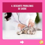 Alexandre Rossi Instagram - A maioria dos gatos costuma acertar a caixa de areia sem nenhum tipo de treino, mas alguns começam a fazer xixi fora da caixa, o que incomoda muito, pois o cheiro da urina deles é forte. Por isso, hoje eu separei 5 dicas que podem te ajudar a evitar esse tipo de situação e cheiro desagradável rs 🐱Quer saber mais sobre cuidados com gatos? Venha conhecer o meu curso on-line “Como cuidar de gatos”, disponível no link da bio. : #alexandrerossi #drpet #adestramentointeligente #pet #comportamentoanimal #bemestaranimal #gatos #comportamentofelino