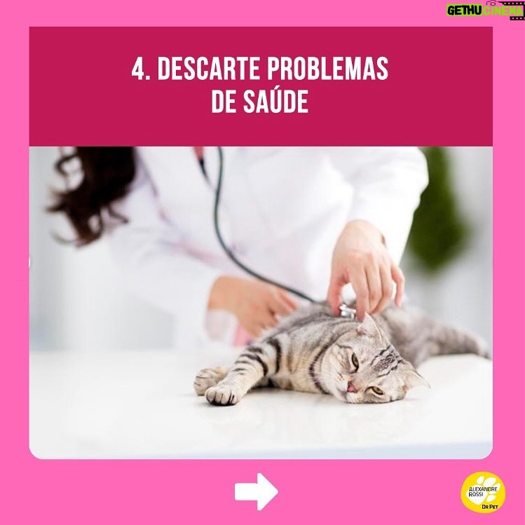 Alexandre Rossi Instagram - A maioria dos gatos costuma acertar a caixa de areia sem nenhum tipo de treino, mas alguns começam a fazer xixi fora da caixa, o que incomoda muito, pois o cheiro da urina deles é forte. Por isso, hoje eu separei 5 dicas que podem te ajudar a evitar esse tipo de situação e cheiro desagradável rs 🐱Quer saber mais sobre cuidados com gatos? Venha conhecer o meu curso on-line “Como cuidar de gatos”, disponível no link da bio. : #alexandrerossi #drpet #adestramentointeligente #pet #comportamentoanimal #bemestaranimal #gatos #comportamentofelino