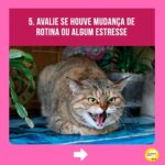 Alexandre Rossi Instagram - A maioria dos gatos costuma acertar a caixa de areia sem nenhum tipo de treino, mas alguns começam a fazer xixi fora da caixa, o que incomoda muito, pois o cheiro da urina deles é forte. Por isso, hoje eu separei 5 dicas que podem te ajudar a evitar esse tipo de situação e cheiro desagradável rs 🐱Quer saber mais sobre cuidados com gatos? Venha conhecer o meu curso on-line “Como cuidar de gatos”, disponível no link da bio. : #alexandrerossi #drpet #adestramentointeligente #pet #comportamentoanimal #bemestaranimal #gatos #comportamentofelino