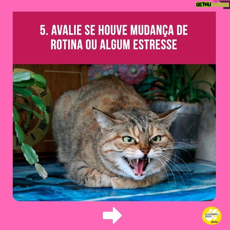 Alexandre Rossi Instagram - A maioria dos gatos costuma acertar a caixa de areia sem nenhum tipo de treino, mas alguns começam a fazer xixi fora da caixa, o que incomoda muito, pois o cheiro da urina deles é forte. Por isso, hoje eu separei 5 dicas que podem te ajudar a evitar esse tipo de situação e cheiro desagradável rs 🐱Quer saber mais sobre cuidados com gatos? Venha conhecer o meu curso on-line “Como cuidar de gatos”, disponível no link da bio. : #alexandrerossi #drpet #adestramentointeligente #pet #comportamentoanimal #bemestaranimal #gatos #comportamentofelino