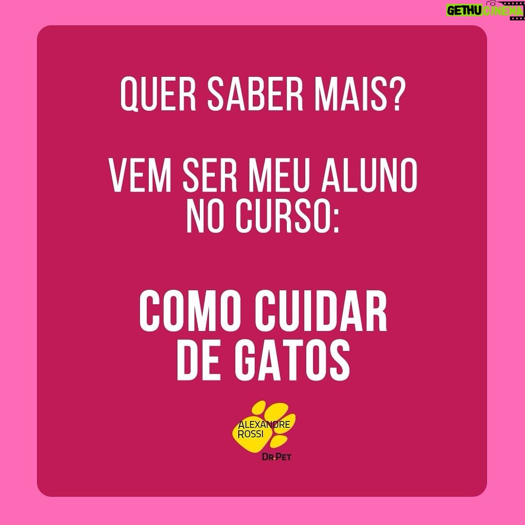 Alexandre Rossi Instagram - A maioria dos gatos costuma acertar a caixa de areia sem nenhum tipo de treino, mas alguns começam a fazer xixi fora da caixa, o que incomoda muito, pois o cheiro da urina deles é forte. Por isso, hoje eu separei 5 dicas que podem te ajudar a evitar esse tipo de situação e cheiro desagradável rs 🐱Quer saber mais sobre cuidados com gatos? Venha conhecer o meu curso on-line “Como cuidar de gatos”, disponível no link da bio. : #alexandrerossi #drpet #adestramentointeligente #pet #comportamentoanimal #bemestaranimal #gatos #comportamentofelino