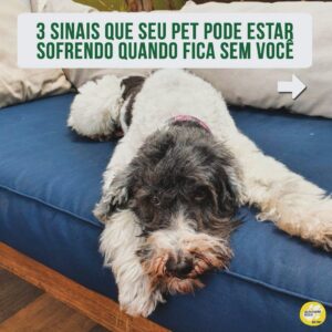 Alexandre Rossi Instagram - Identificou seu pet em algum desses?

Se sim, não se desespere! Os cães são animais que gostam de companhia, por isso, muitos acabam sofrendo quando precisam ficar sozinhos. 

Mas existem estratégias que podem ajudar seu cão e amenizar o problema. Uma delas é associar sua saída a algo que ele goste muito, como um osso de nylon pra roer ou um caça ao petisco.

➡️ E se você quer saber mais sobre o que fazer, venha ser meu aluno no curso “Ansiedade de separação: como treinar meu cachorro pra ficar tranquilo sozinho em casa”. O link está na bio!
:
#drpet #alexandrerossi#comportamentoanimal #ansiedadedeseparação #cachorro