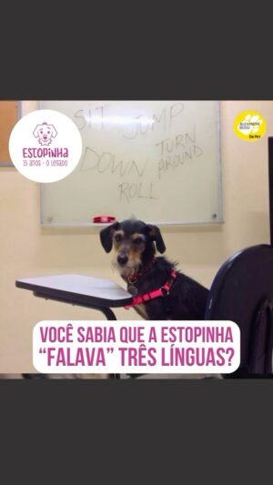 Alexandre Rossi Instagram - Você sabia que um pet pode aprender mais de um idioma? 

Pois é, a minha querida Estopinha (@estopinharossi) sabia responder comandos em portugues, inglês e japonês. Surpreendente, né?! Ela era muito esperta, aprendia tudo muito rápido. 

E se quiser saber mais sobre essa história de aprender outros idiomas, confira no Podcast Dr Pet, disponível em todas as plataformas de áudio (coloquei no link da bio!). 
:
alexandrerossi #drpet #podcast #viagemestopinha #estopinha #saudadeestopinha