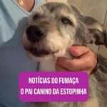Alexandre Rossi Instagram - Vocês lembram do Fumaça, o pai canino da @estopinharossi? Essa semana, estou pensando bastante na Estopinha e também no pai dela, que já está bem velhinho. E recebi algumas fotos e vídeos dele, que a Miriam, tutora dele me mandou… Gente, como ele se parece com a Topa, né?! Eu fiquei emocionado vendo os vídeos dele e lembrando dela. Mas ao mesmo tempo, fiquei triste em saber que ele está mais idosinho e não está mais aguentando fazer tudo que fazia antes e nem tão espertinho. Mas meu coração se enche de amor por saber que ele está sendo muito bem cuidado e ainda está aproveitando o tempinho que tem, assim como foi com a Estopinha, aproveitando até o fim! : #alexandrerossi #drpet #fumaça #paidaestopinha #noticiasdofumaca #saudadeestopinha