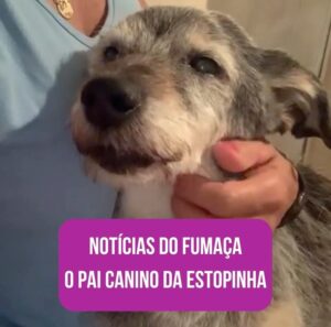 Alexandre Rossi Instagram - Vocês lembram do Fumaça, o pai canino da @estopinharossi? 

Essa semana, estou pensando bastante na Estopinha e também no pai dela, que já está bem velhinho. E recebi algumas fotos e vídeos dele, que a Miriam, tutora dele me mandou…  Gente, como ele se parece com a Topa, né?! 

Eu fiquei emocionado vendo os vídeos dele e lembrando dela. Mas ao mesmo tempo, fiquei triste em saber que ele está mais idosinho e não está mais aguentando fazer tudo que fazia antes e nem tão espertinho. 

Mas meu coração se enche de amor por saber que ele está sendo muito bem cuidado e ainda está aproveitando o tempinho que tem, assim como foi com a Estopinha, aproveitando até o fim! 
:
#alexandrerossi #drpet #fumaça #paidaestopinha #noticiasdofumaca #saudadeestopinha