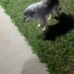 Alexandre Rossi Instagram - Vocês lembram do Fumaça, o pai canino da Estopinha? Ele já está bem idosinho e recebi alguns vídeos dele recentemente, e ele está andando com bastante dificuldade e cambaleando. Isso me apertou o peito e também me fez lembrar da Estopinha e de como é importante fazermos de tudo pra manter a qualidade de vida deles até o fim, assim como fiz com a Topa e a Miriam faz com o Fumaça. E na live de hoje vou falar sobre isso, como tomar as melhores decisões pra dar mais qualidade de vida pro seu pet idoso. É daqui a pouco, às 18h30. Você não pode perder! : #alexandrerossi #drpet #cachorroidoso #idosos #live #bemestar